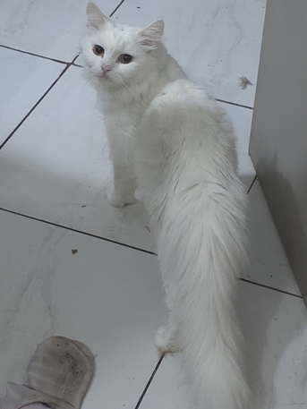 Hara, Free Items, SAR 50,  Cats For Free