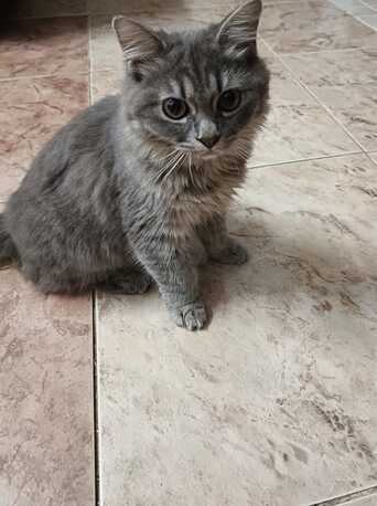 Riyadh, Pet Supplies, SAR 1,  Cats For Adoption For Free  10 Months And  9 Months