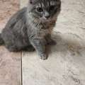 SAR 1,  Cats For Adoption For Free  10 Months And  9 Months