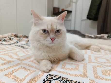 Riyadh, Pet Supplies, SAR 1,  Cats For Adoption For Free  10 Months And  9 Months