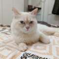 SAR 1,  Cats For Adoption For Free  10 Months And  9 Months