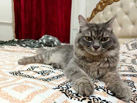 Riyadh, Pet Supplies, SAR 1,  Cats For Adoption For Free  10 Months And  9 Months