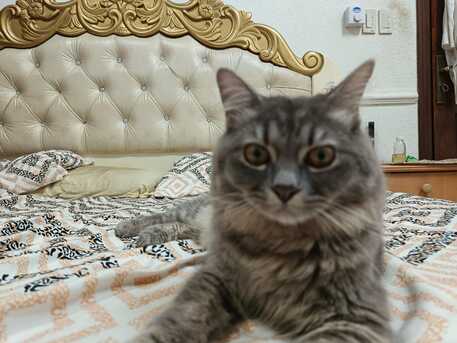 Riyadh, Pet Supplies, SAR 1,  Cats For Adoption For Free  10 Months And  9 Months