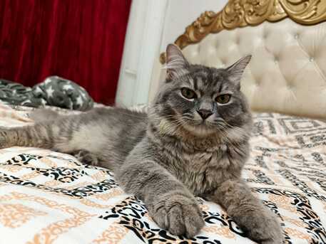 Riyadh, Pet Supplies, SAR 1,  Cats For Adoption For Free  10 Months And  9 Months