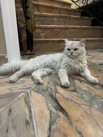 Jeddah, Pet Adoption, Cats For Adoption