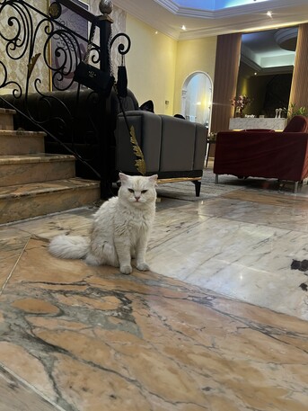 Jeddah, Pet Adoption, Cats For Adoption