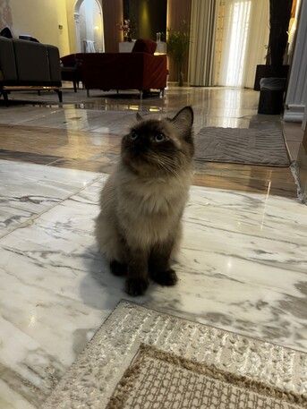 Jeddah, Pet Adoption, Cats For Adoption