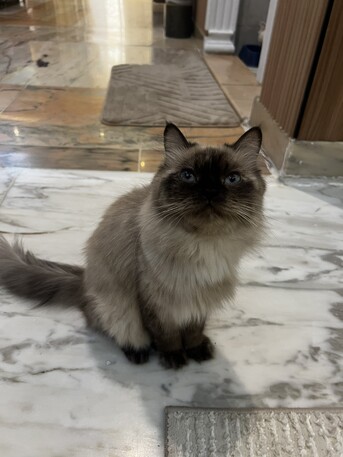 Jeddah, Pet Adoption, Cats For Adoption