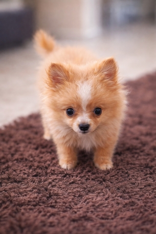 Hamad Town, Pet Supplies, BHD 55,  جرو بوميرانيان صغير للبيع... Pomeranian Puppy For Sale
