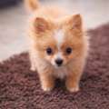 BHD 55,  جرو بوميرانيان صغير للبيع... Pomeranian Puppy For Sale