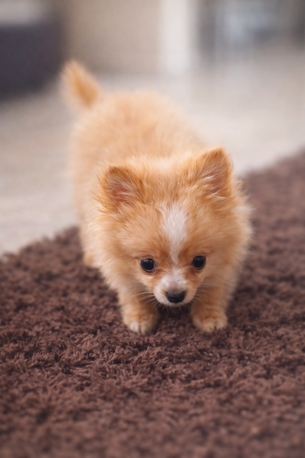 Hamad Town, Pet Supplies, BHD 55,  جرو بوميرانيان صغير للبيع... Pomeranian Puppy For Sale