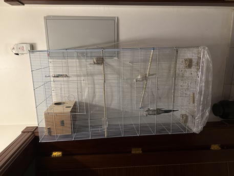 Al Olaya, Pet Adoption, Cockatiel Family With Large Cage And Home