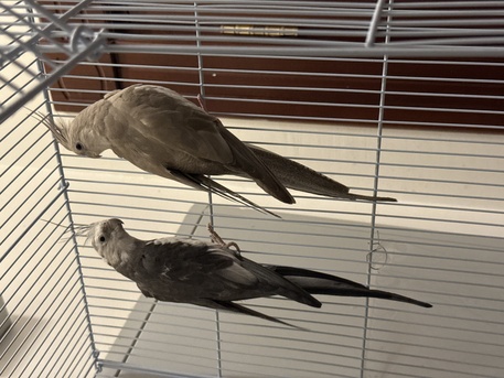 Al Olaya, Pet Adoption, Cockatiel Family With Large Cage And Home