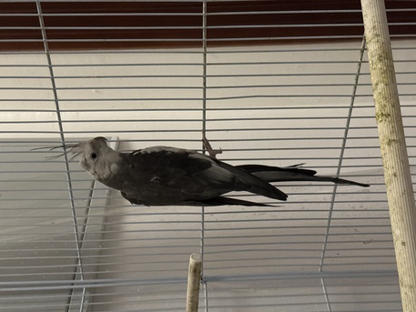 Al Olaya, Pet Adoption, Cockatiel Family With Large Cage And Home
