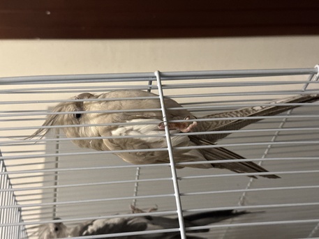 Al Olaya, Pet Adoption, Cockatiel Family With Large Cage And Home