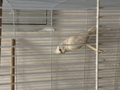 Al Olaya, Pet Adoption, Cockatiel Family With Large Cage And Home