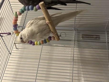 Al Olaya, Pet Adoption, Cockatiel Family With Large Cage And Home