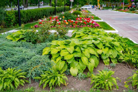 New York, Farm/Garden, Organic Fertilizer For Root Growth &ndash; Grow Naturally Strong Plants!