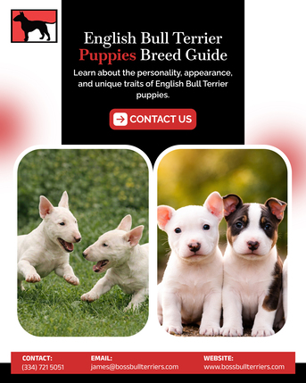 New York, Pet Supplies, Brindle Bull Terriers Available