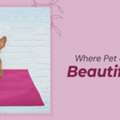 Where Pet Comfort Meets Beautiful Living