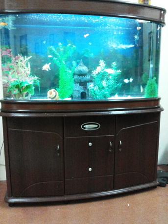 Jubail, Pet Supplies, SAR 1600,  Fish Aquarium With Fishes