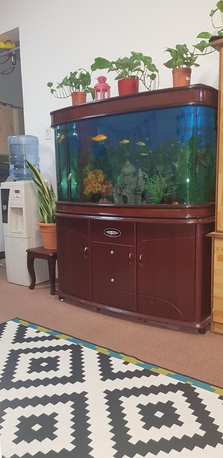 Jubail, Pet Supplies, SAR 1600,  Fish Aquarium With Fishes