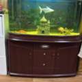 SAR 1500,  Fish Aquarium With Fishes
