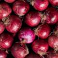 Red Onion Suppliers In Maharashtra