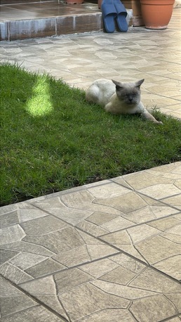 Manama, Pet Supplies, BHD 1,  CAT FOR ADOPATION