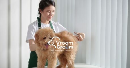 Dubai, Pet Sitting, Top-Rated Pet Salons In Dubai: How To Pick The Right One