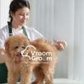 Top-Rated Pet Salons In Dubai: How To Pick The Right One