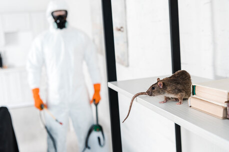 Chennai, Cleaning, Rat Control Chennai | Pest Rid Naturals