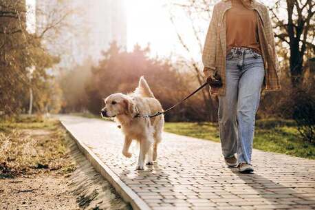 Jaipur, Pet Sitting, Dog Walking Services In Jaipur