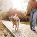 Dog Walking Services In Jaipur