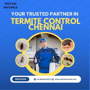 Chennai, Pest Control, Affordable Termite Control Chennai | Expert Services