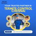 Affordable Termite Control Chennai | Expert Services