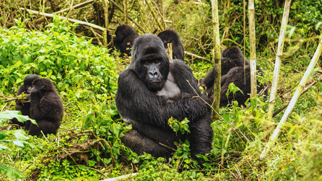 Kampala, Business Partners, Uganda Gorilla Tours 2026: Trekking & Wildlife Safari Packages