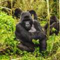 Uganda Gorilla Tours 2026: Trekking & Wildlife Safari Packages
