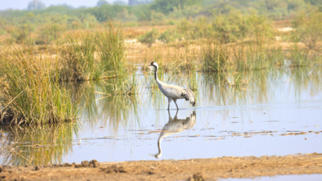 Ahmedabad, Travel, Western India Birding Tour | Gujarat Avian Photography Tour