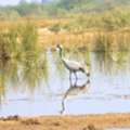 Western India Birding Tour | Gujarat Avian Photography Tour