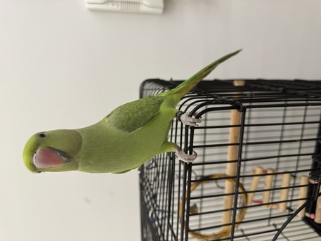 Riyadh, Pet Supplies, SAR 600,  Talking Indian Ringneck For Sale With Big Cage