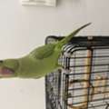SAR 600,  Talking Indian Ringneck For Sale With Big Cage