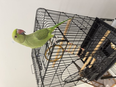 Riyadh, Pet Supplies, SAR 600,  Talking Indian Ringneck For Sale With Big Cage