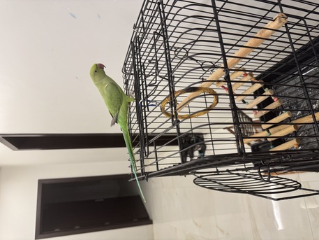 Riyadh, Pet Supplies, SAR 600,  Talking Indian Ringneck For Sale With Big Cage