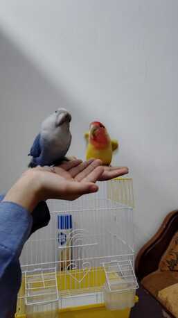 Dhahrat Laban, Pet Adoption, Budgies For Adoption