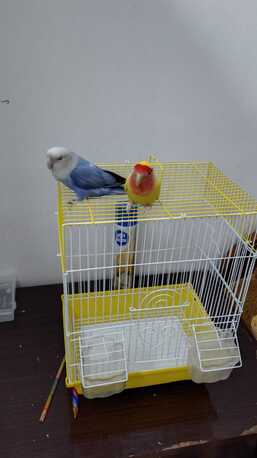 Dhahrat Laban, Pet Adoption, Budgies For Adoption