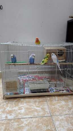 Dhahrat Laban, Pet Adoption, Budgies For Adoption