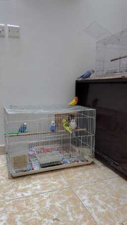 Dhahrat Laban, Pet Adoption, Budgies For Adoption