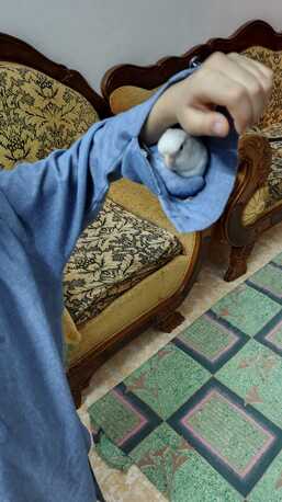 Dhahrat Laban, Pet Adoption, Love Birds For Adoption