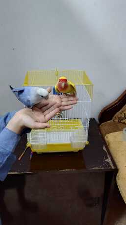 Dhahrat Laban, Pet Adoption, Love Birds For Adoption